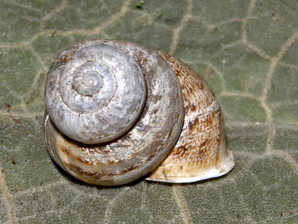 Una strana conchiglia